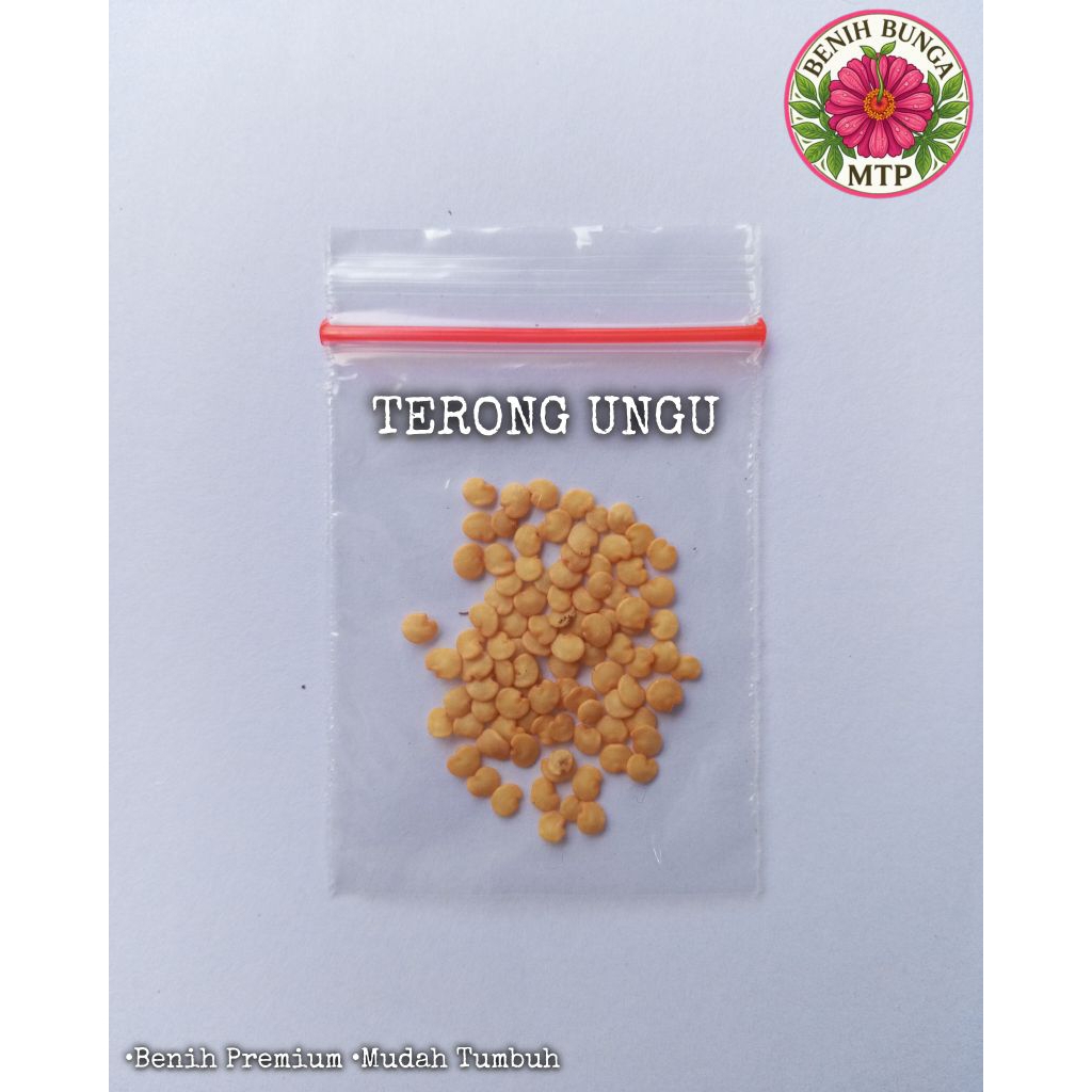 ±50 Biji Benih Terong Ungu - Mudah Tumbuh - Besar dan Panjang.