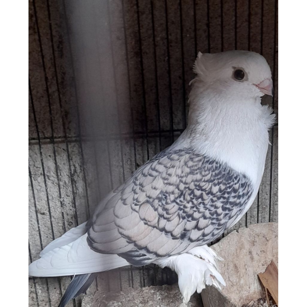 BURUNG MERPATI SANTINET JANTAN SATUAN sesuai foto/video