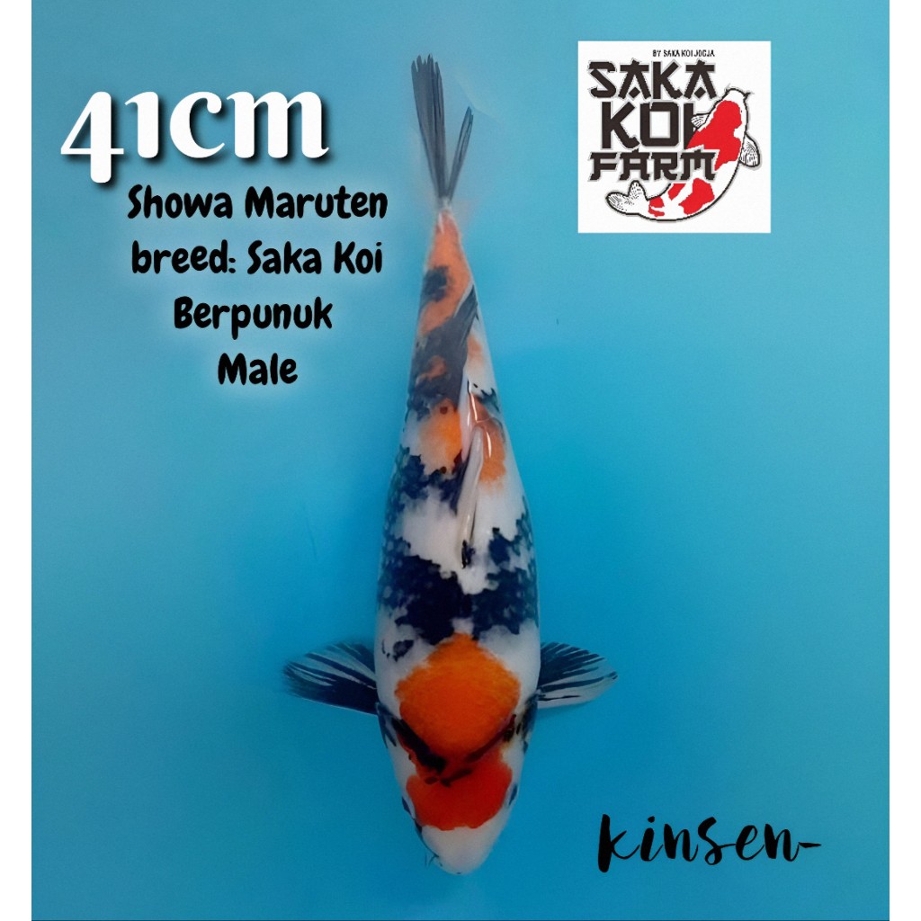 Koi Maruten Showa M41cm JANTAN Berpunuk bulky Good Patern Breed Saka Koi calon SQ