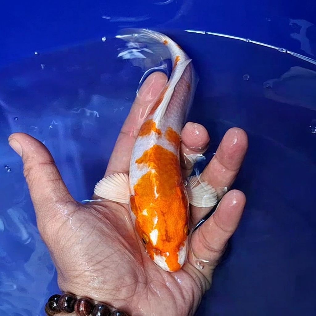 Ikan Koi Blitar Jenis Kujaku / Rumah Koi Jakarta / kode 0026