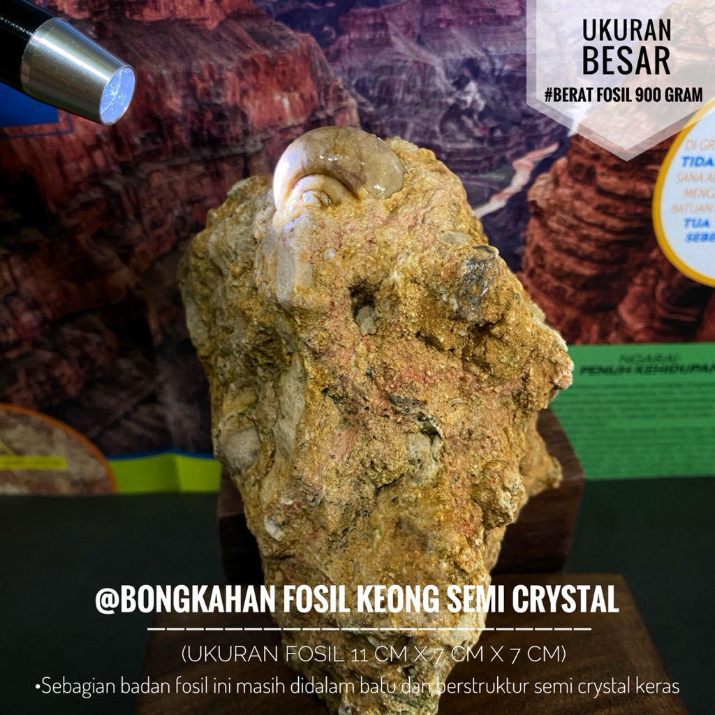 Bongkahan Fosil Keong Semi Crystal B59 atau Fosil Keong Purba Natural atau Fosil Gastropoda atau Fos