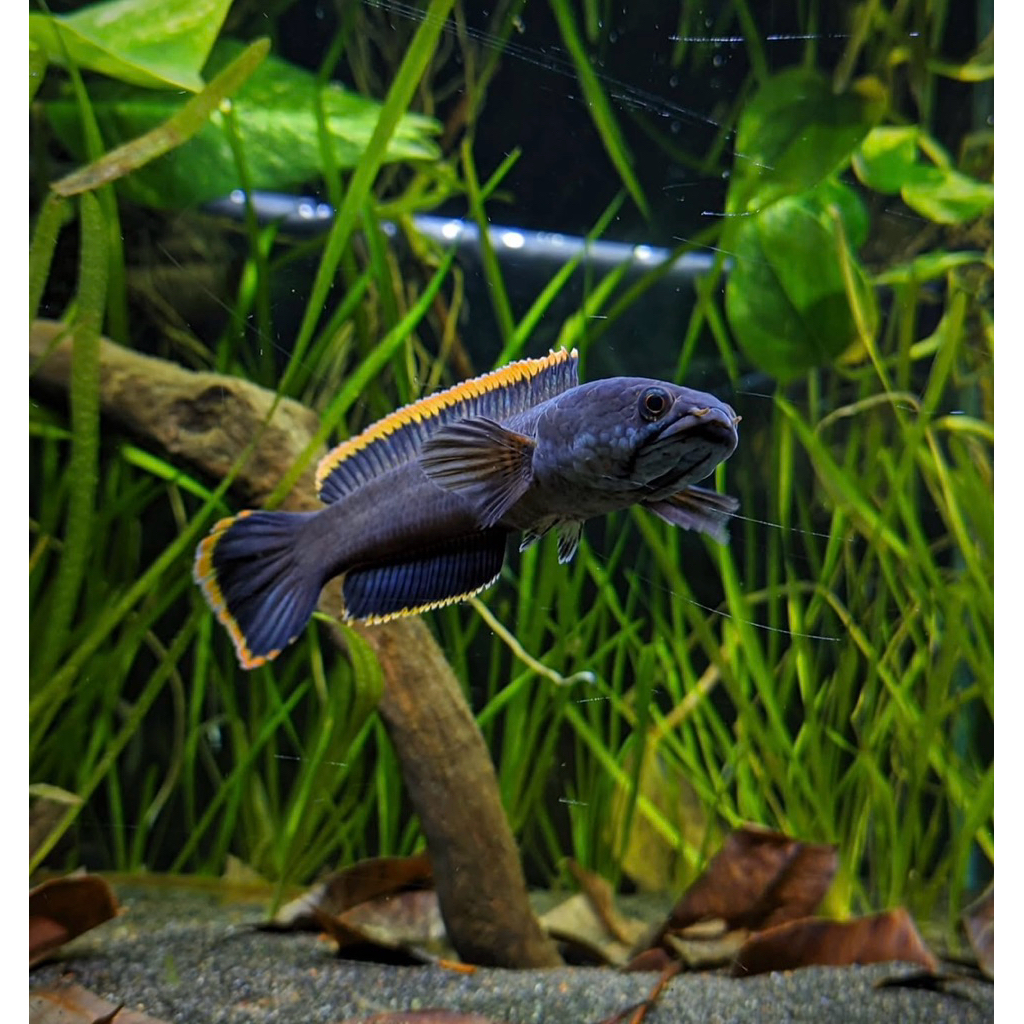 Chana Limbata Bahan Rim Tebal Gondrong + Air ketapang 100% (BERGARANSI)