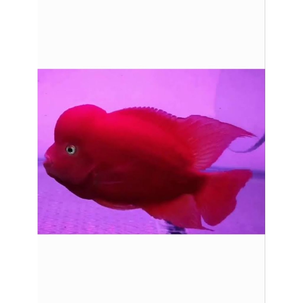 Burayak Louhan SRM Super Red Monkey Thailand, Warna Merah Menawan, Asli Thailand, Kualitas Unggulan