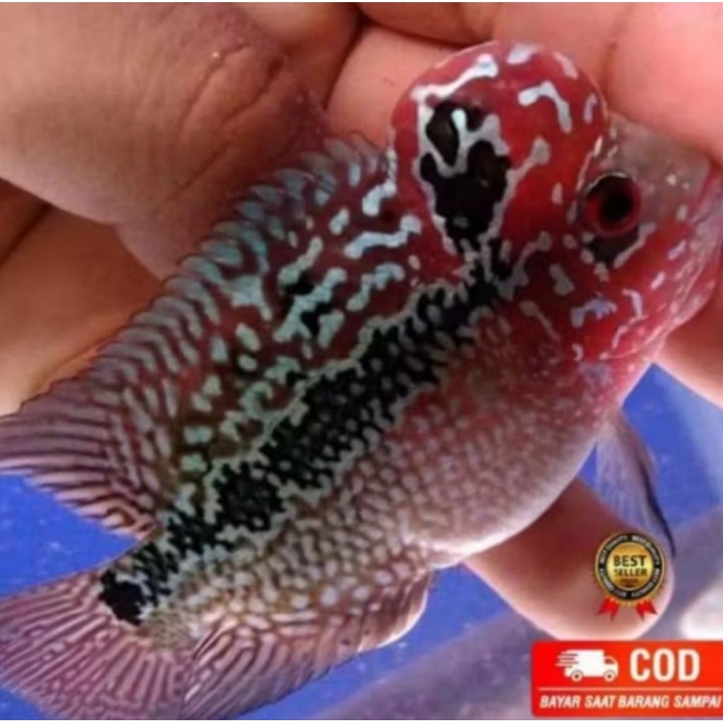 hiasan aquarium lohan srd cencu 7-8cm berkualitas