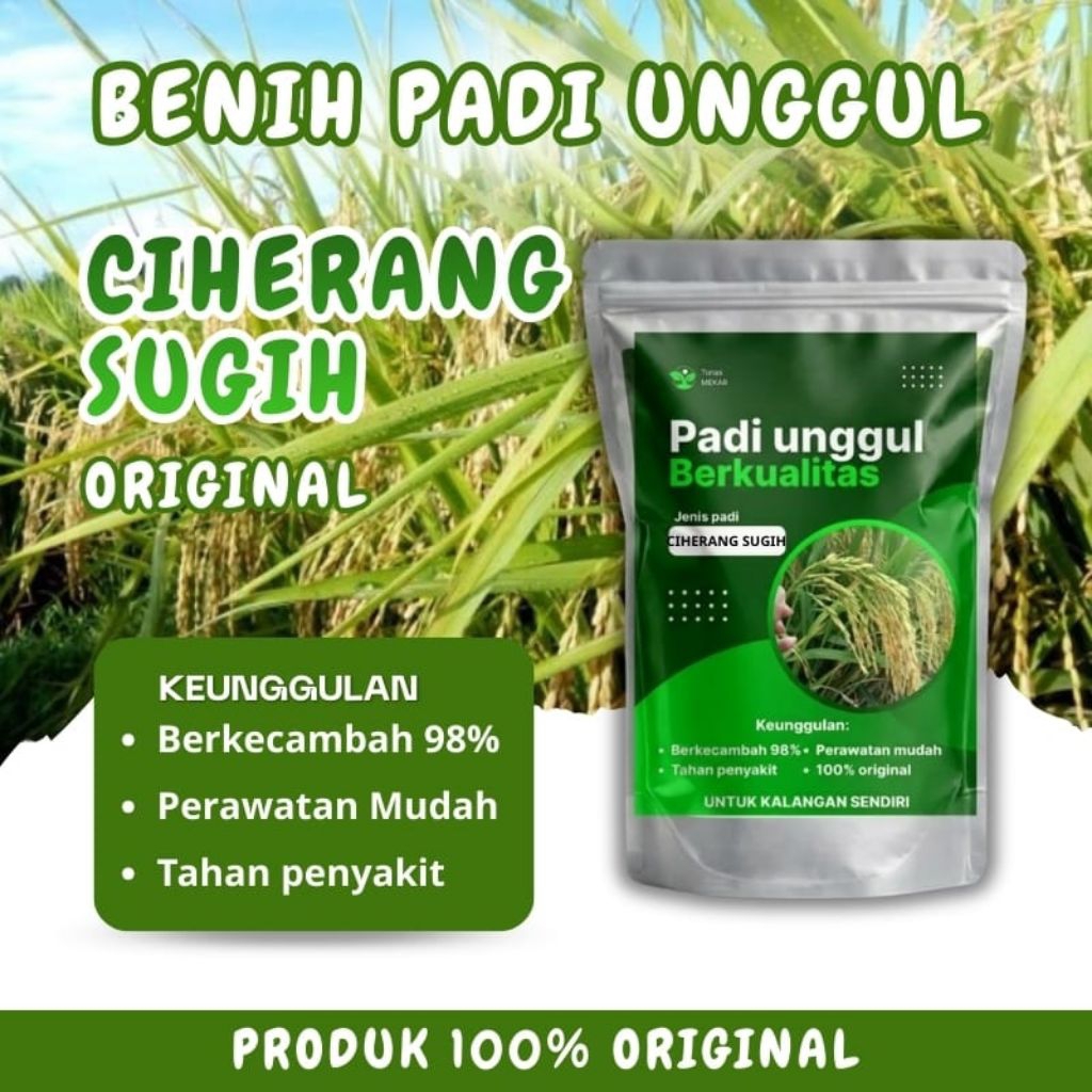 Benih padi unggul CIHERANG SUGIH kemasan 1kg original