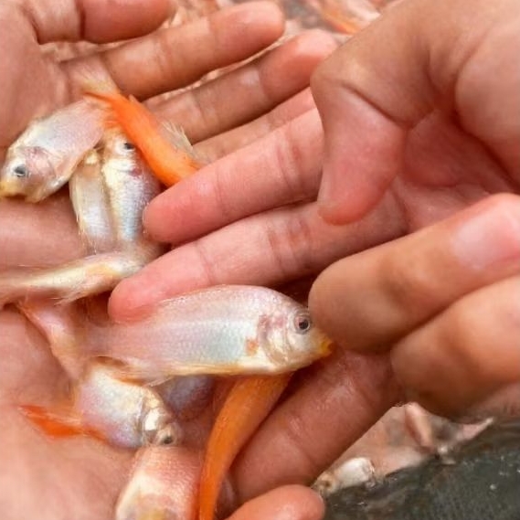 Bibit Ikan Nila Merah Bangkok 4cm Isi 45 Ekor - Super Sehat, Aktif, Cepat Besar Siap Tebar