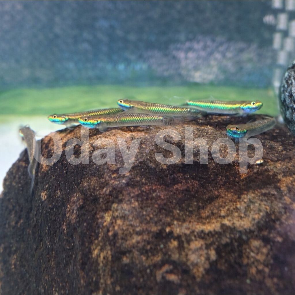 hiasan/dekorasi aquarium goby blue neon aquascape