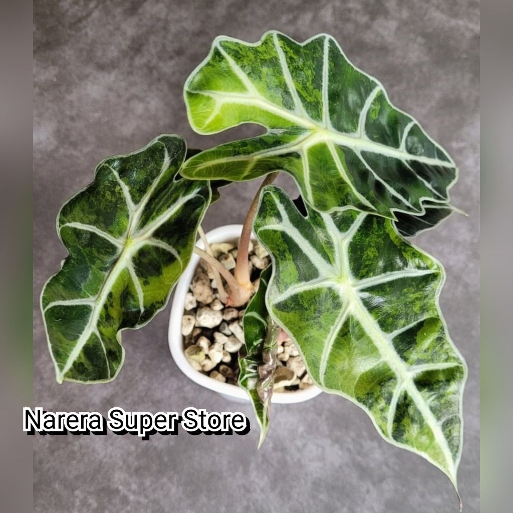 Tanaman Hias Alocasia Amazonica Dwarf Variegated Variegata Varigata Pink Allocasia Alokasia Amazon D