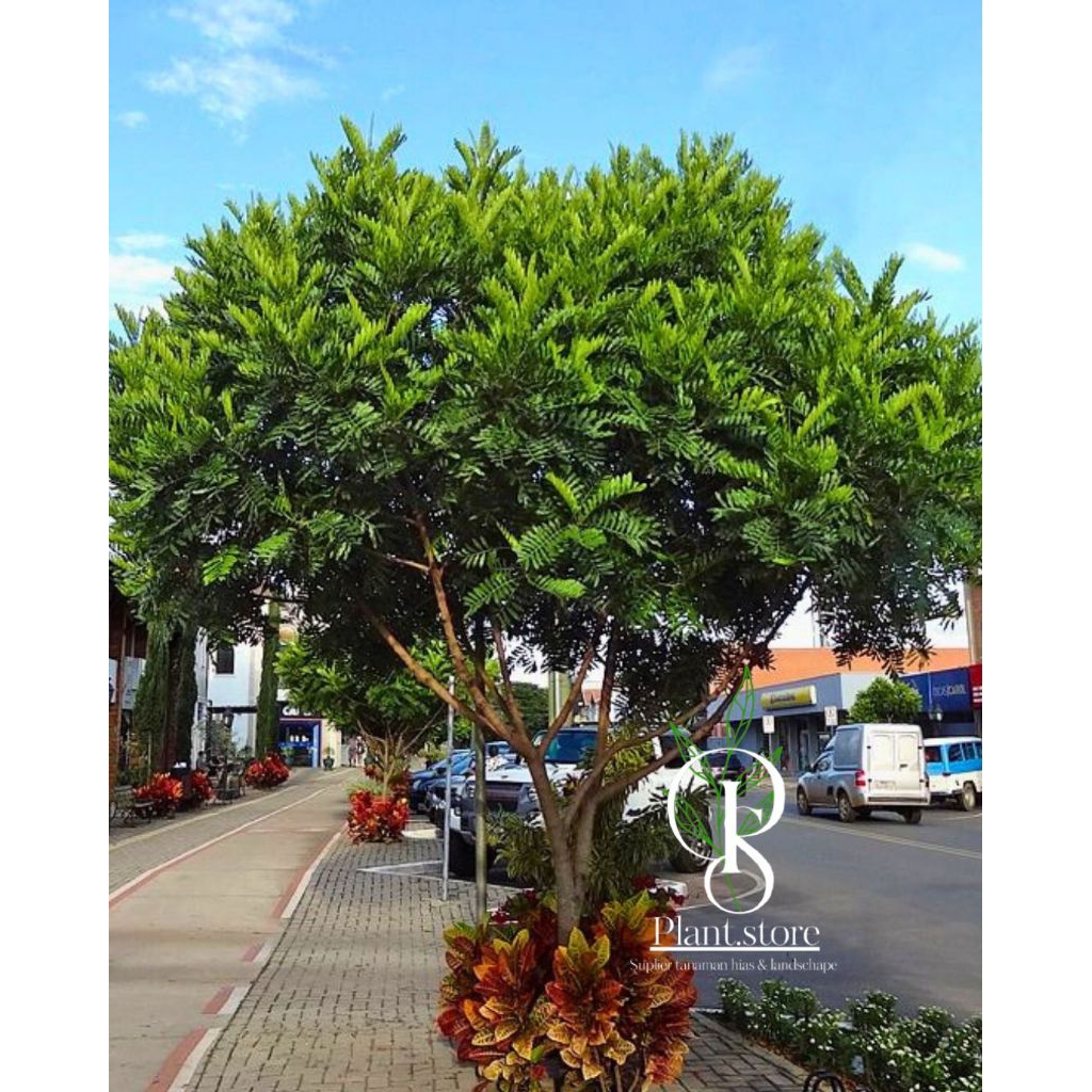 pohon kiara payung tinggi 3 meter - tanaman peneduh