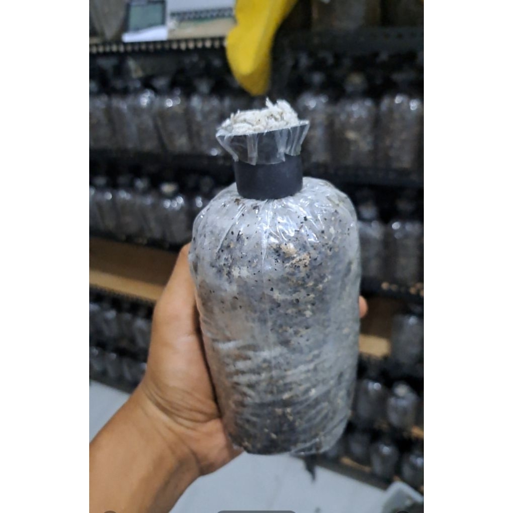 bibit jamur merang samudra semi putih cod