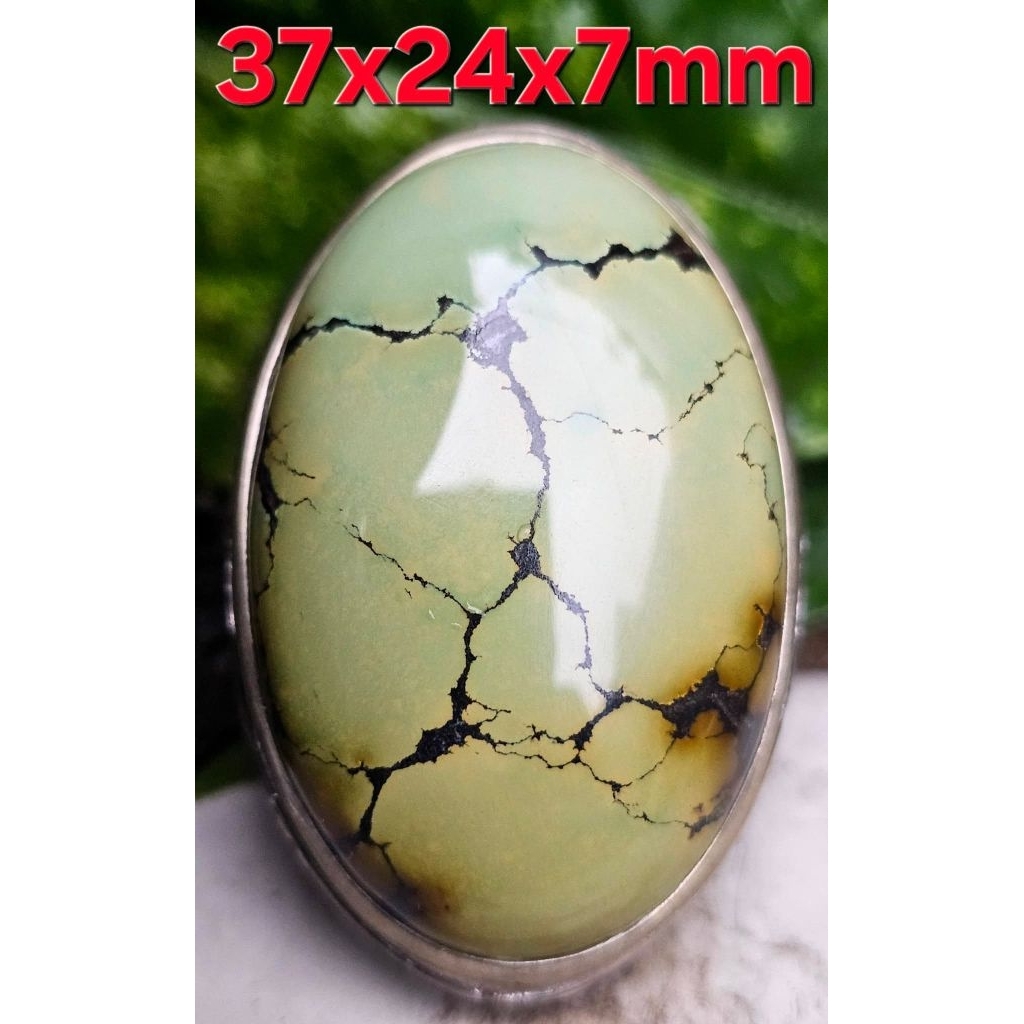 Pirus Hubei Asli Alam Warna Gradasi Hijau Muda Segar Bertransisi Indah ke Nuansa Kuning Kehijauan Ya