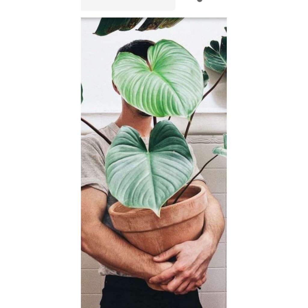 tanaman hias indoor homalomena merah pohon homalomena