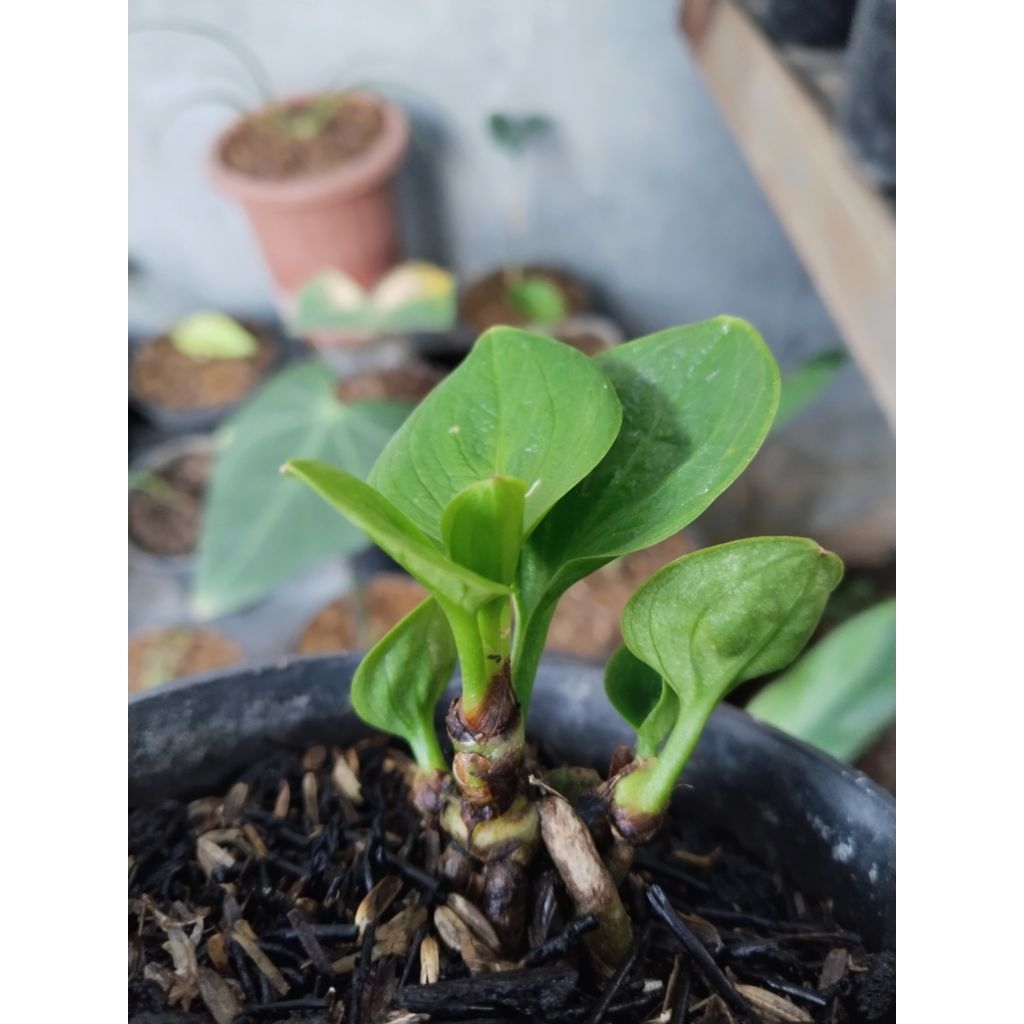 Anthurium mangkok Rasputin isi 3 pohon. roset