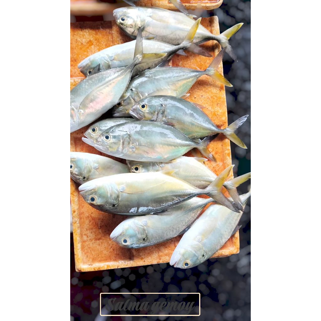 ikan kuwe bongkok ikan kuwe lilin ikan kuwe gepeng segar ikan laut super premium