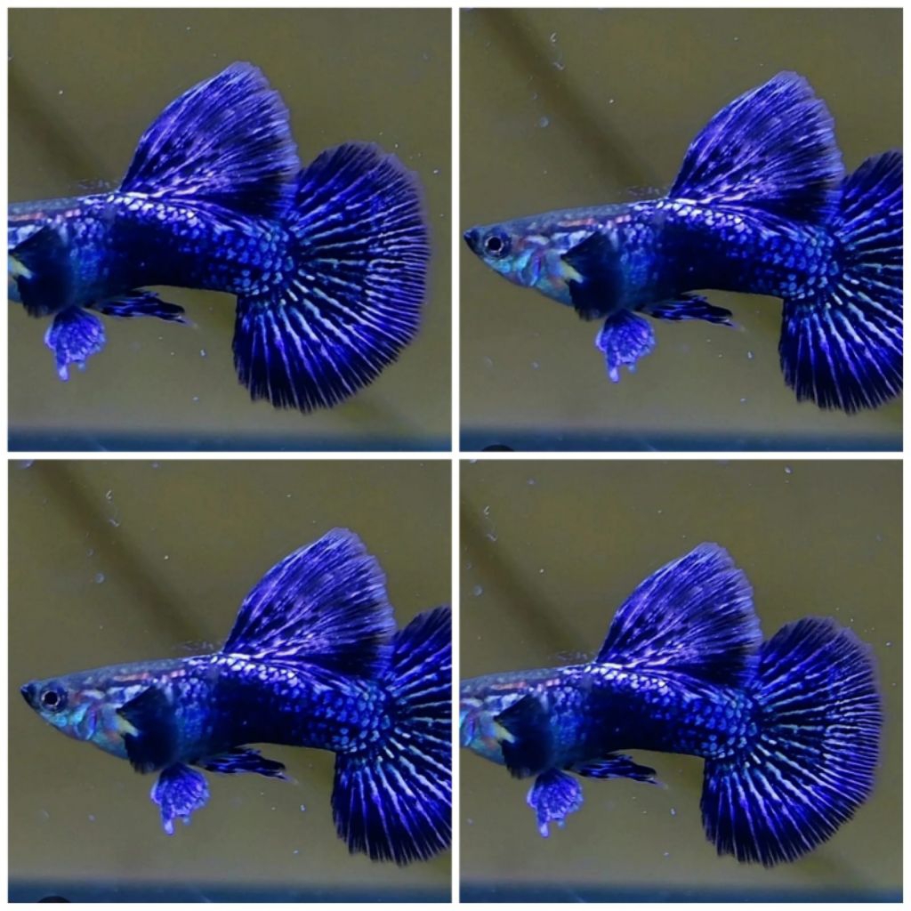 GUPPY PURPLE DRAGON HALFMOON INDUKAN SIAP BREEDING