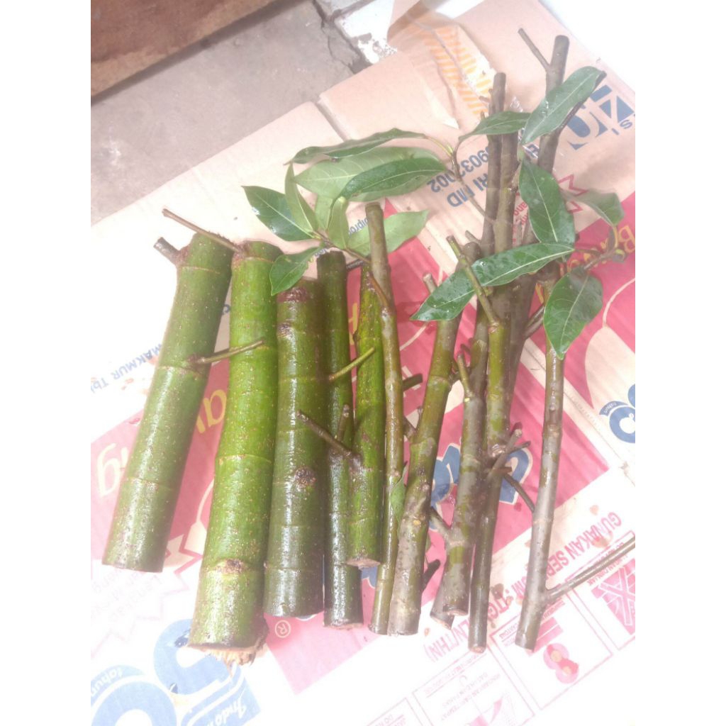Bahan bonsai loa stek batang besar/batang