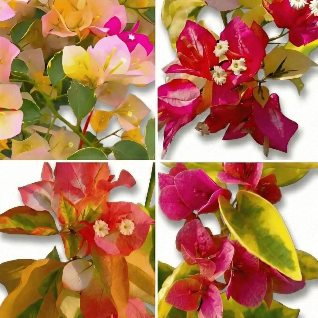 Varian ID Baru - Bougenville Import Bibit Sambung 1 - 2 ID Mix/Cereal Milk/Watermelon Varigata/Mahar