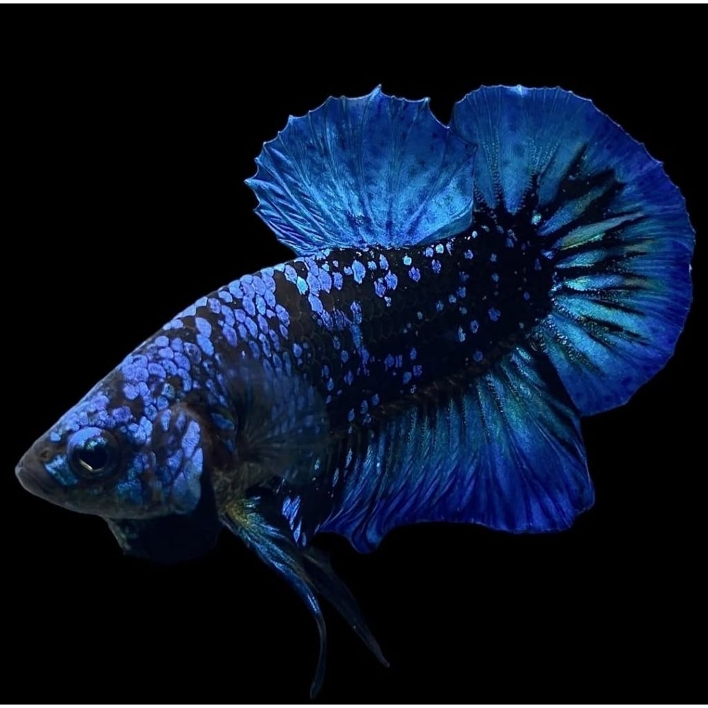 PK Avatar Cooper Mix Gordon Rintik