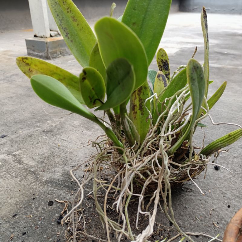 Anggrek Cattleya Mantini dewasa bunga ungu besar wangi kode A