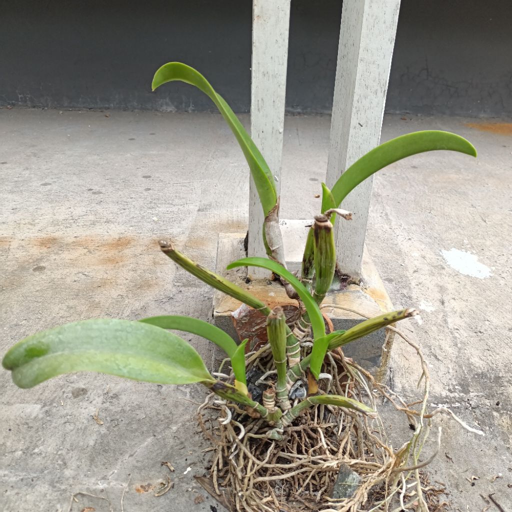 Tanaman anggrek Cattleya Mantini dewasa bunga ungu besar wangi kode H