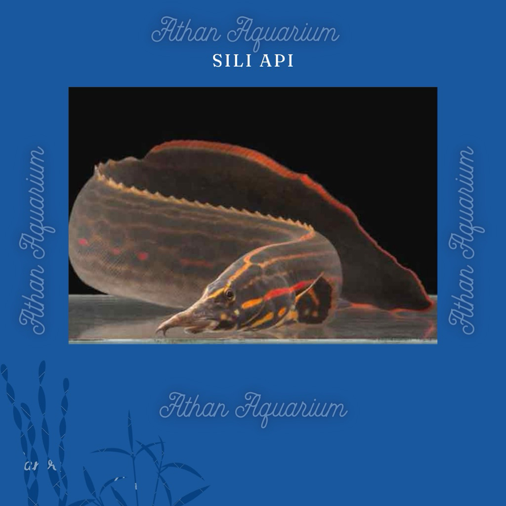 Sili api size besar(JUMBO) ukuran 40-50cm