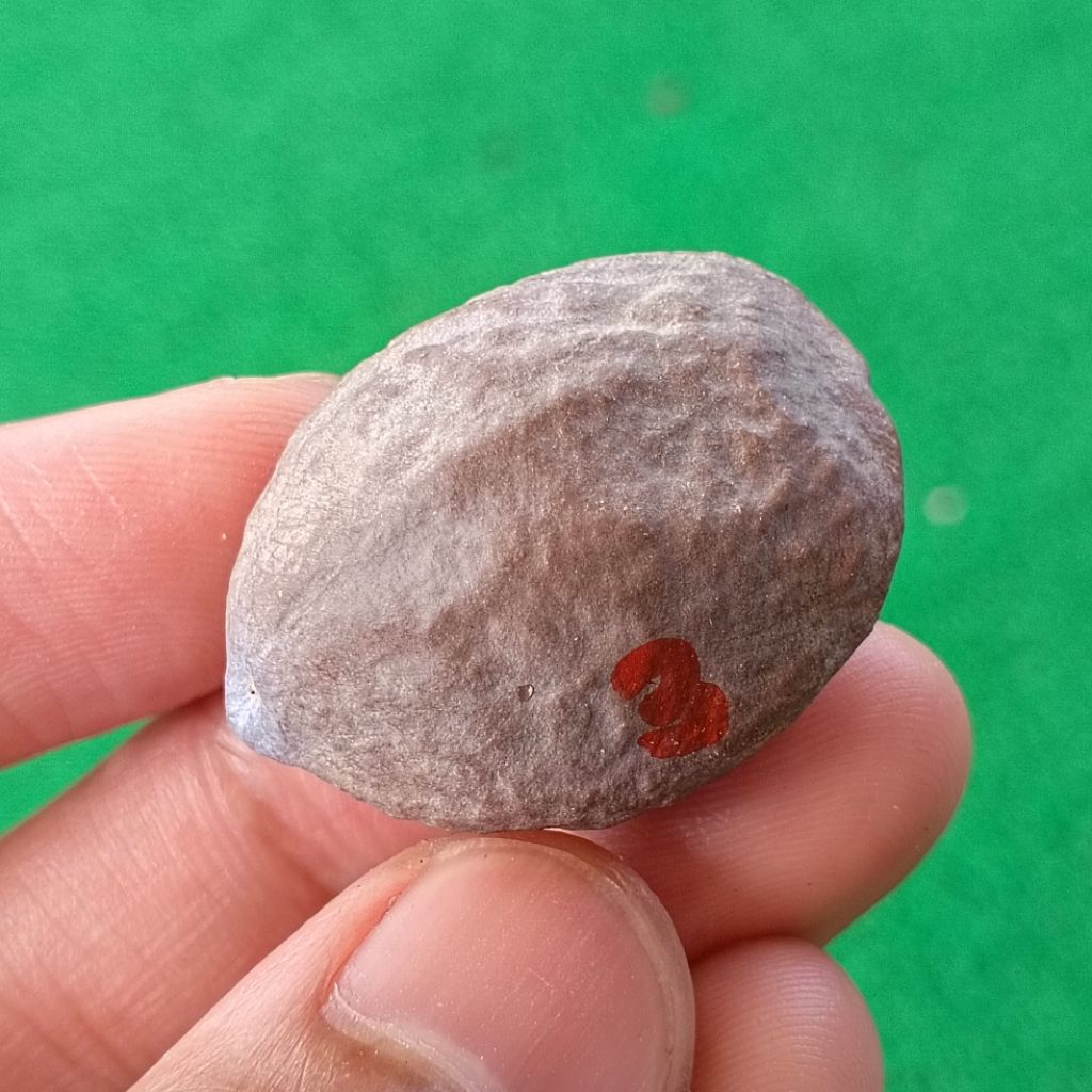 Muncang Adu 4G JR kode 3