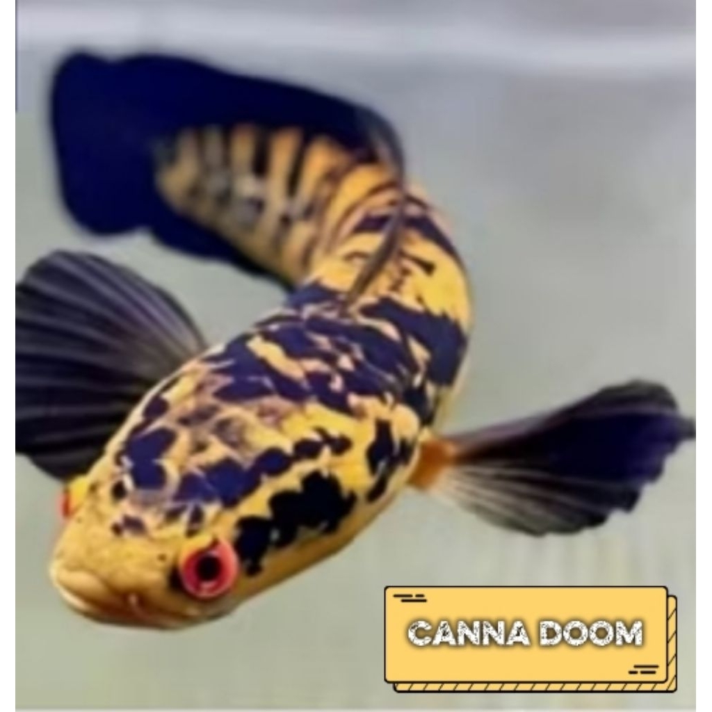 Ikan Maru Ys Batik - Kualitas Premium, Warna Menawan