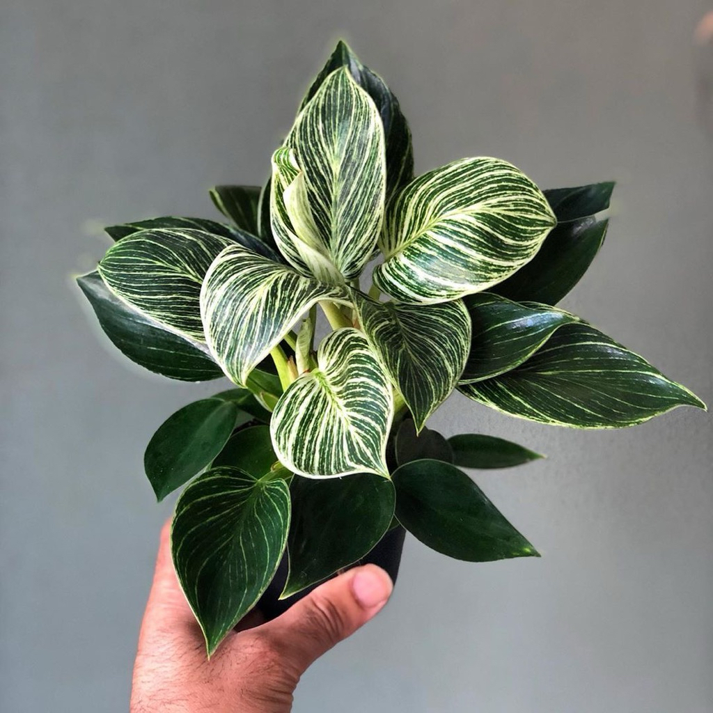 BIBIT BONGGOL TANAMAN HIAS PHILODENDRON BIRKIN BIBIT MURAH