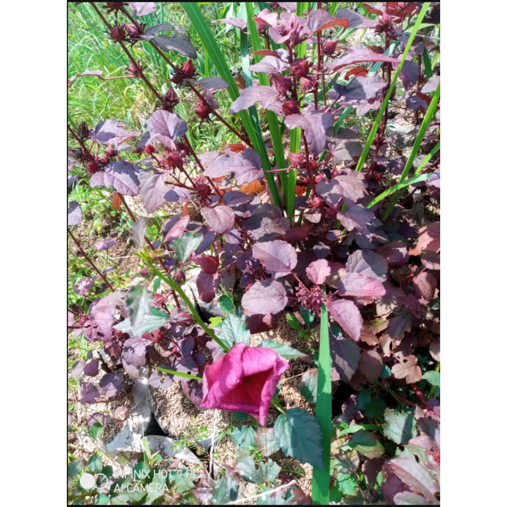 tanaman herbal pohon rosella ungu dan hijau