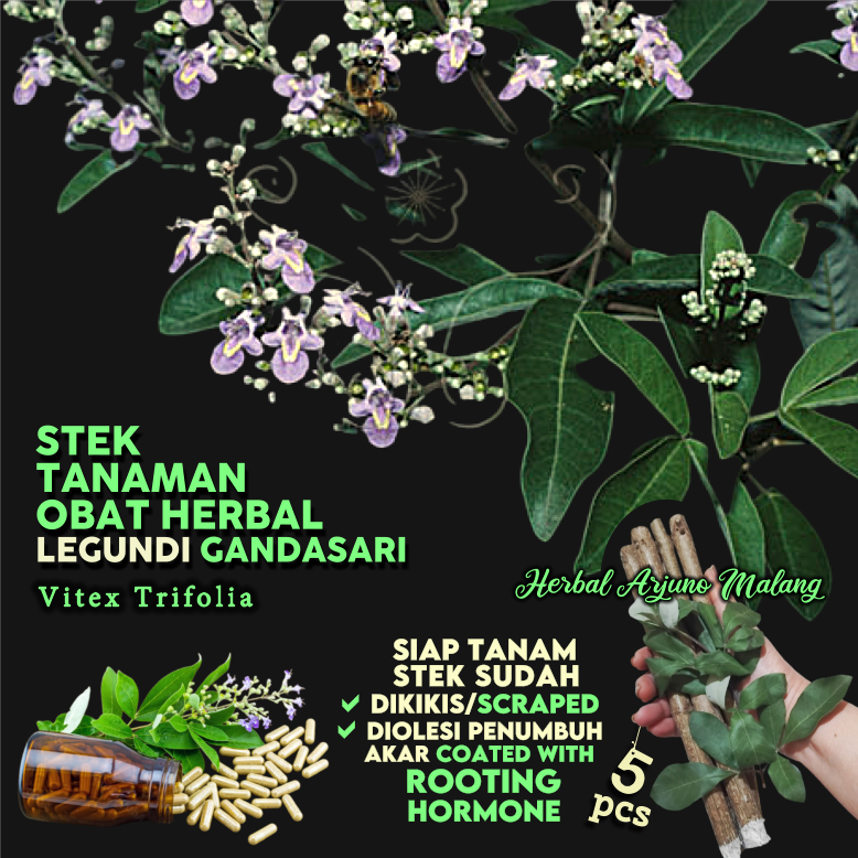 Daun Legundi Gandasari 5pcs Stek Batang Tanaman Toga Obat Apotek Hidup Herbal Tradisional Batuk Asma