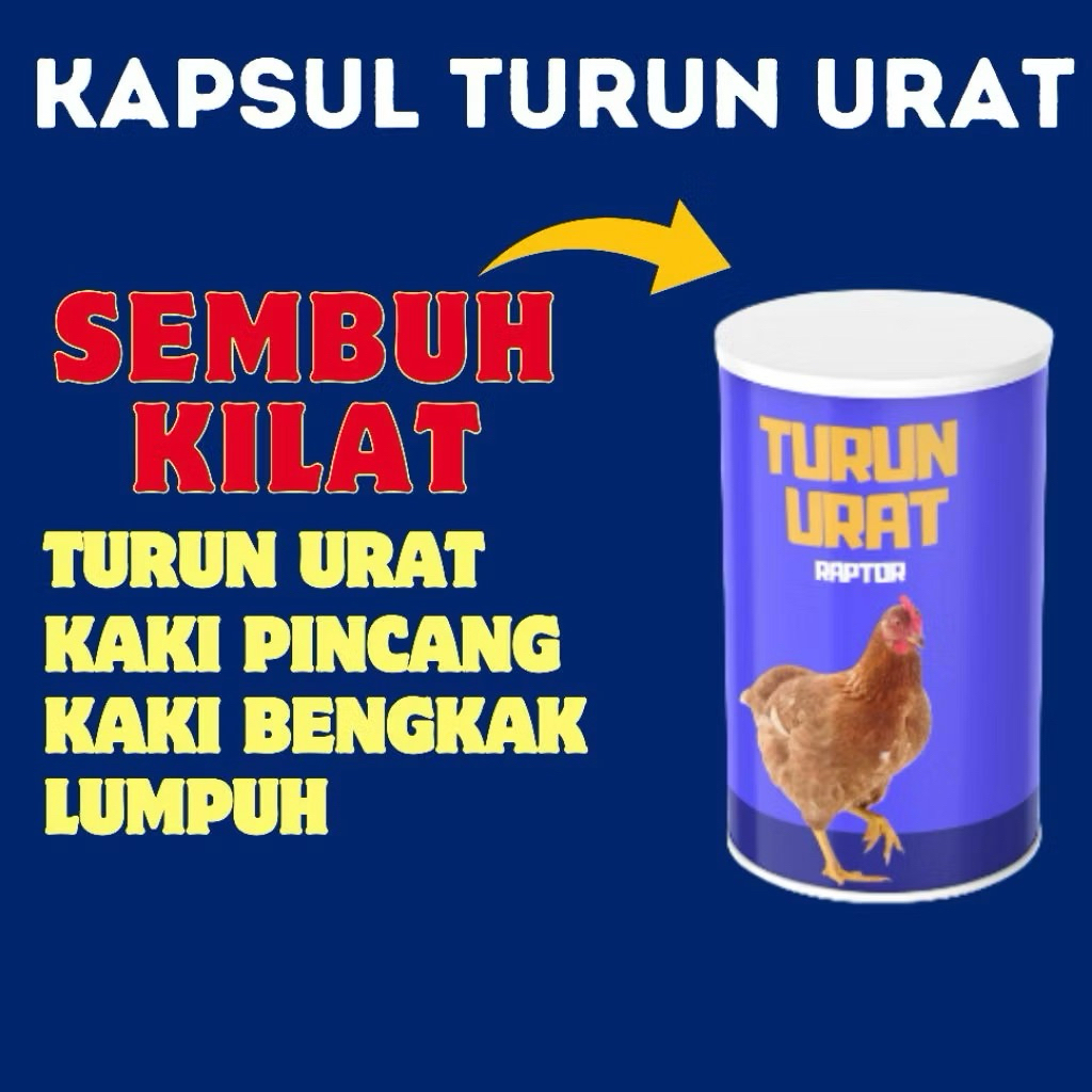 Obat Turun Urat Ayam Turun Urat Raptor