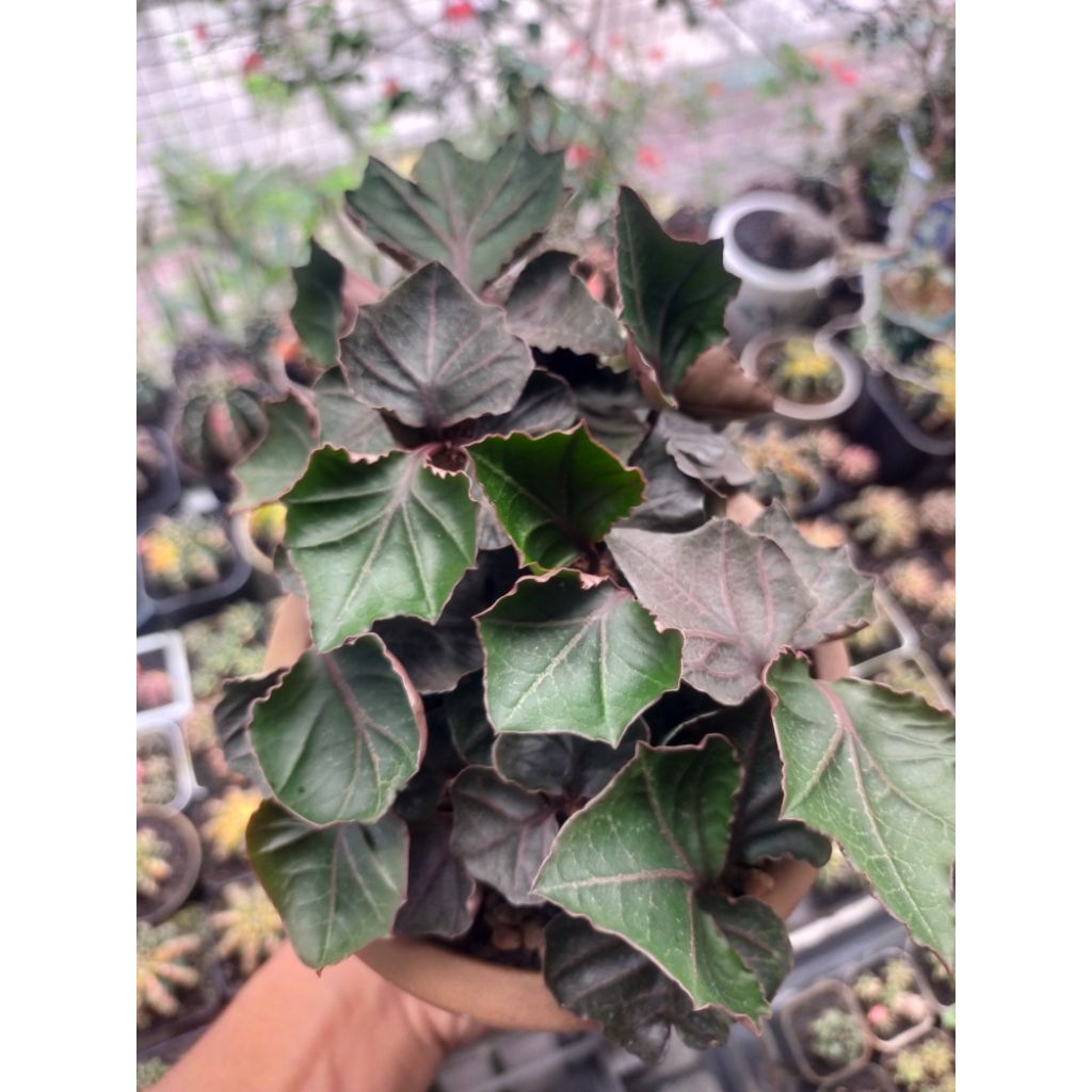 Euphorbia Francoisii Hybrid Maple Indukan