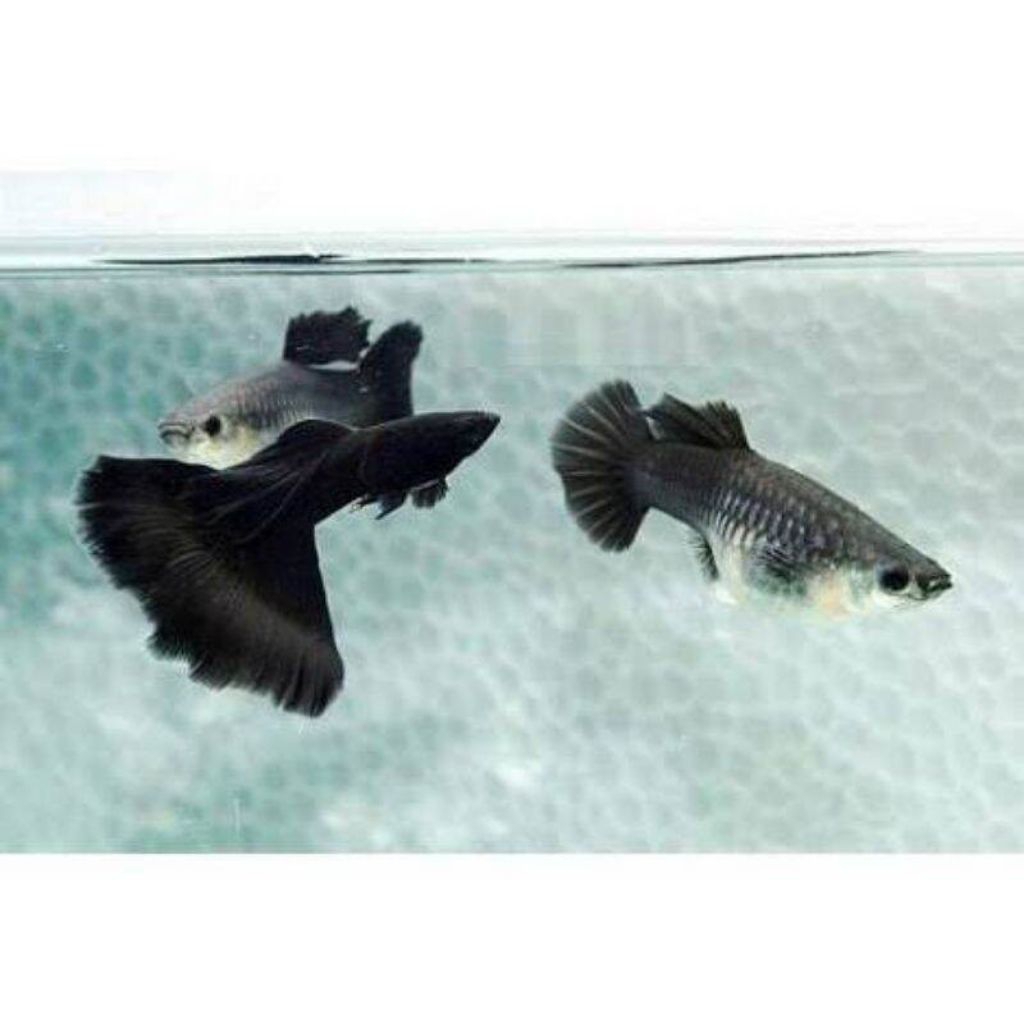 hiasan guppy black moscow sepasang siap broll