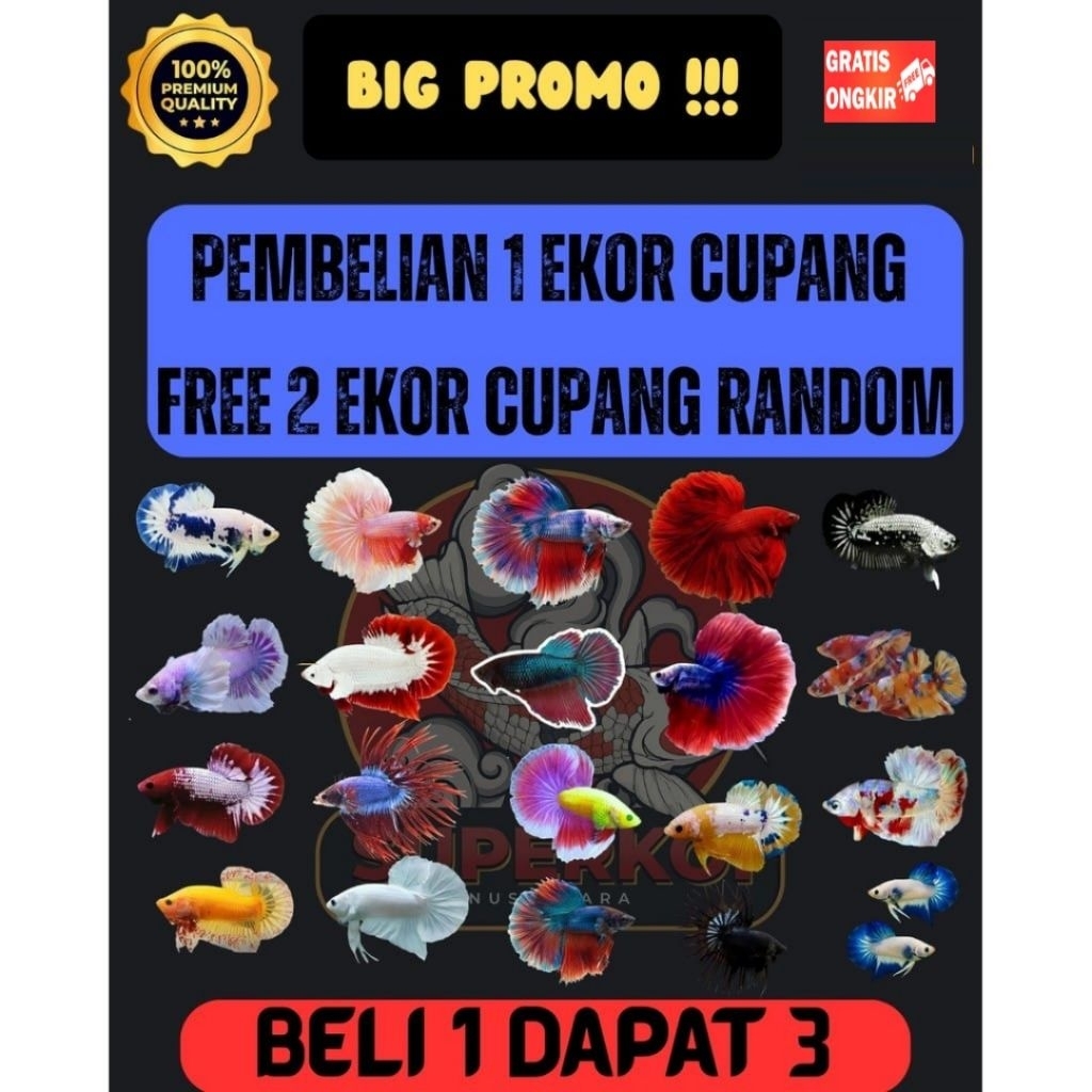 CUP4NG HIAS PLAKAT HALFMOON DUMBO EAR DOUBLE TAIL UKURAN M TOP QUALITY
