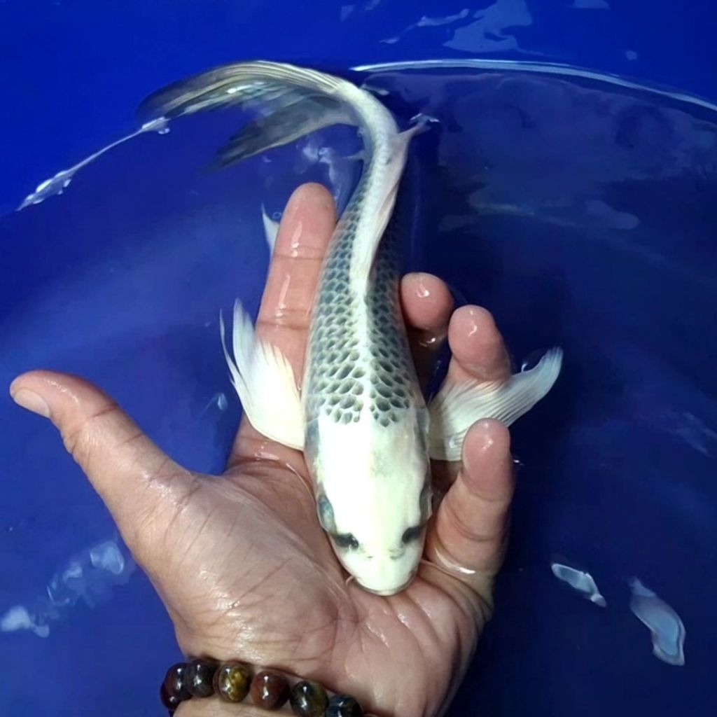 Ikan Koi Blitar Jenis Kumpay Slayer / Rumah Koi Jakarta / kode 0010
