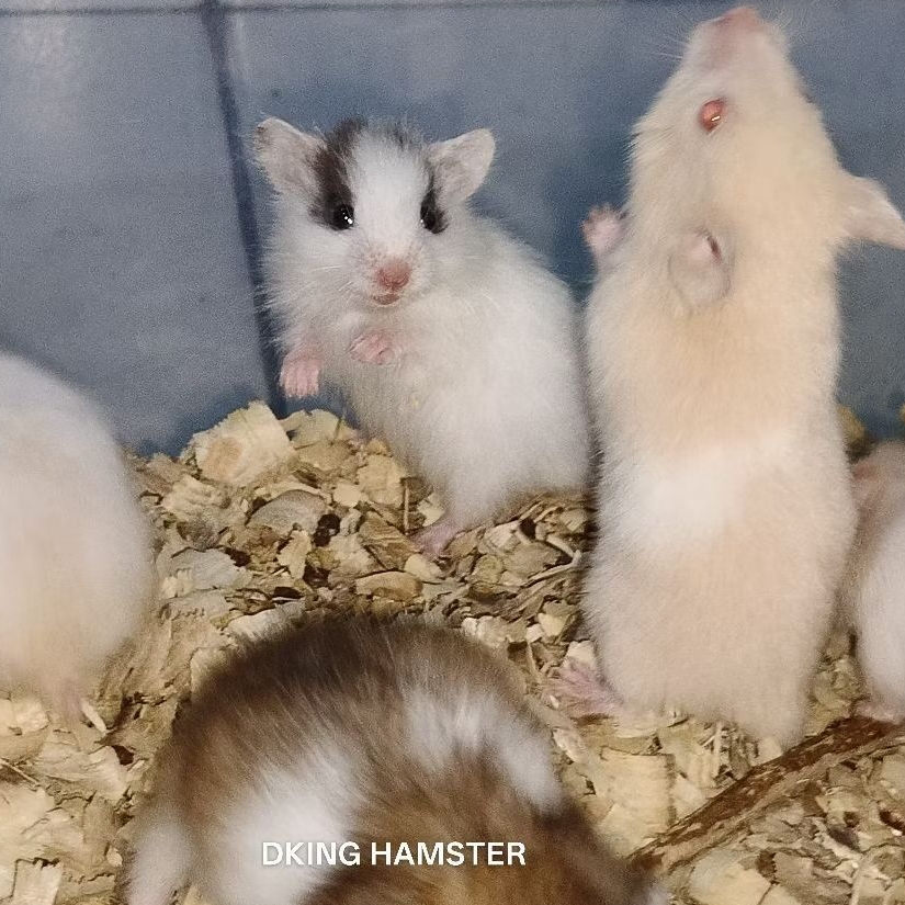 Hamster Syrian Lucu Gembul Jinak - Hamster Hewan Peliharaan Termurah