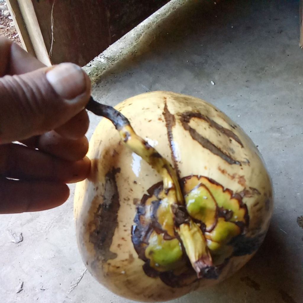 kelapa gading tua,Klapa gading muda,kelapa untuk kesehatan jantung