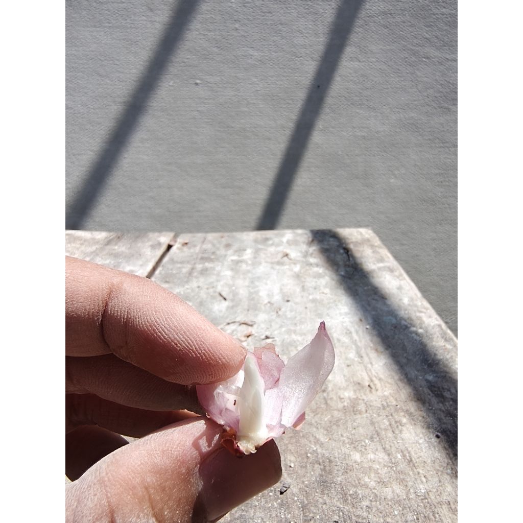 BIBIT BAWANG MERAH TAJUK (1Kg) SIAP TANAM - BAWANG MERAH NGANJUK