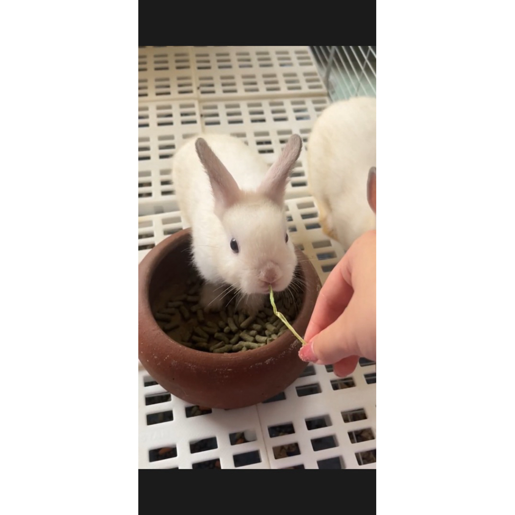 READY BISA INSTANT SAME DAY SURABAYA - Kelinci netherland dwarf ND putih abu anakan 3 bulan jantan b