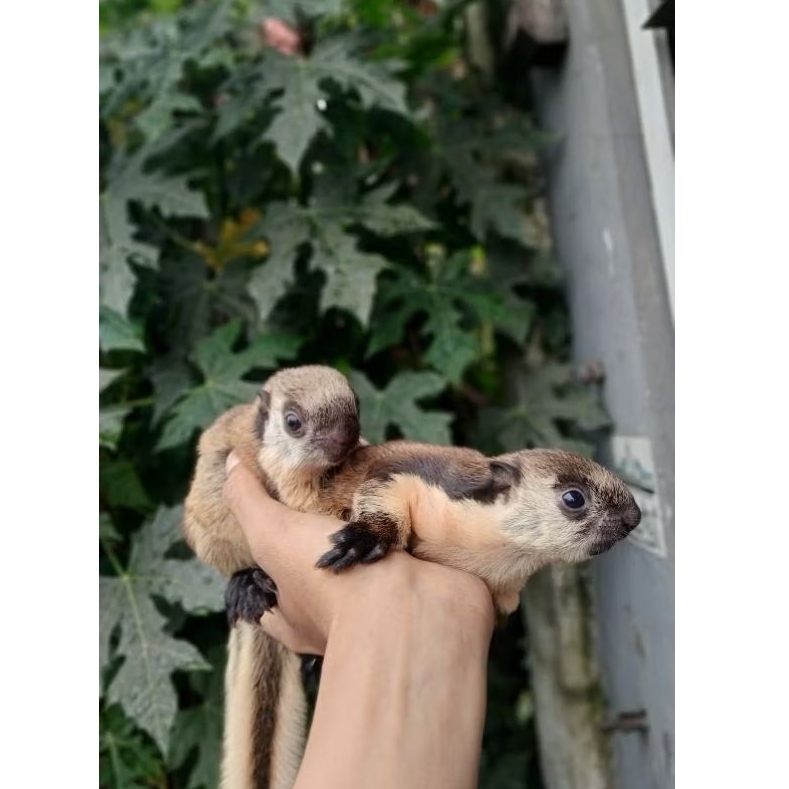 Tupai jelarang - Giant squirel - tupai