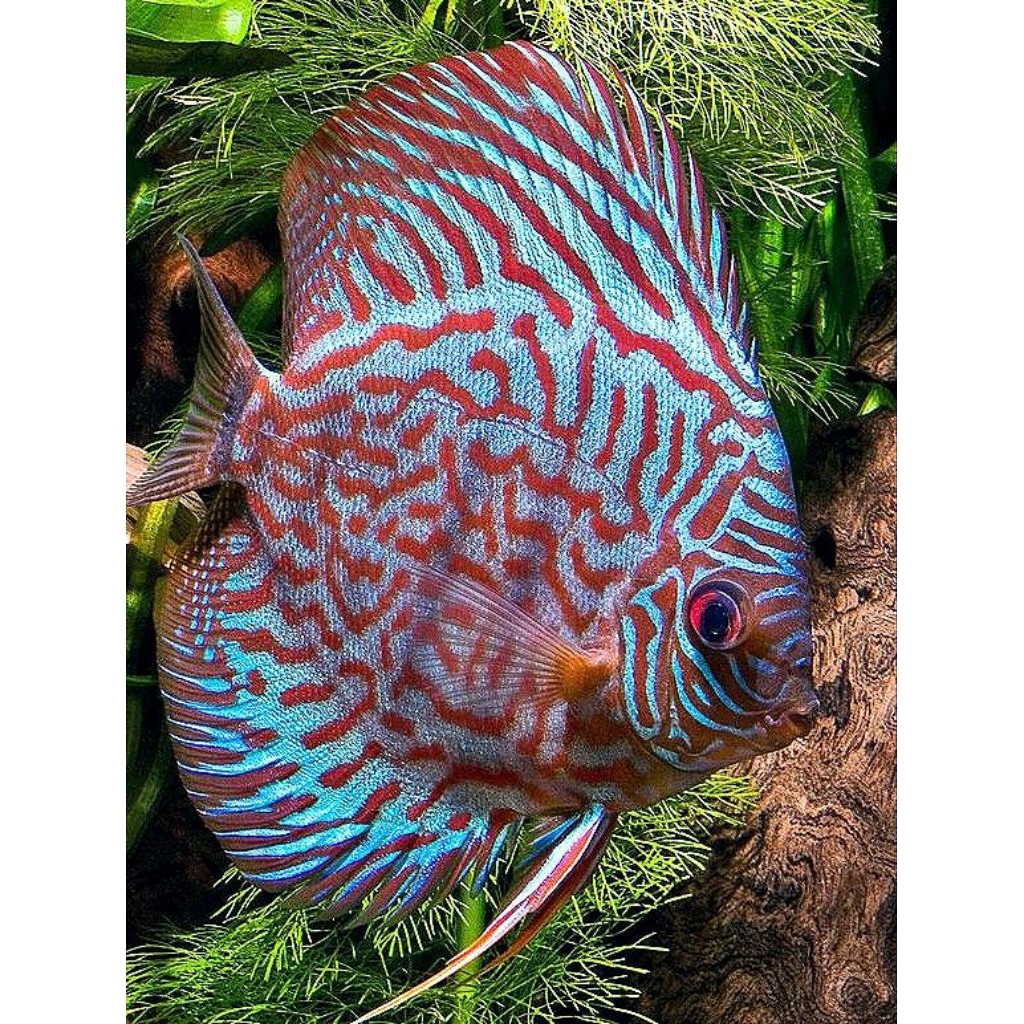 Discus Tger turquoise hiasan aquarium Aquascape