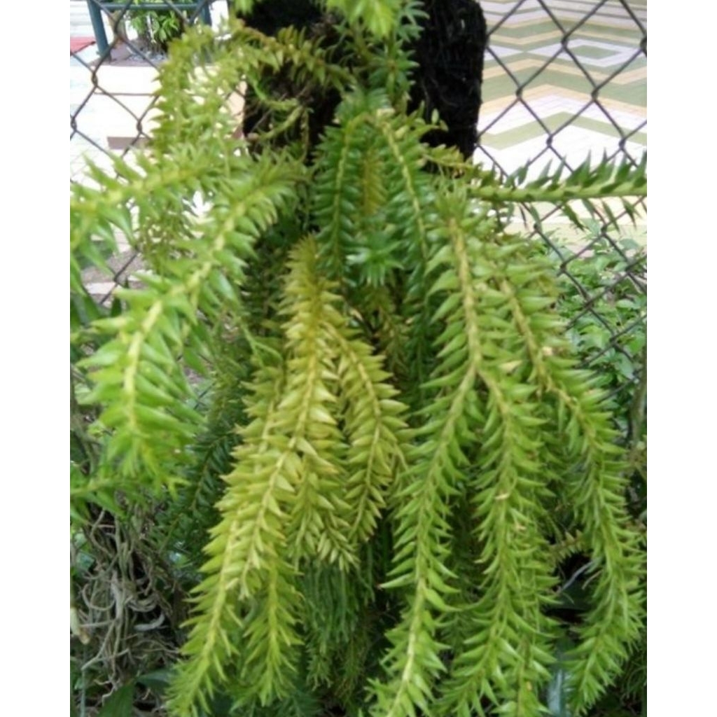 Huperzia Kumpay Bintang // Kumpay Cucuk // Batang besar daun Keras