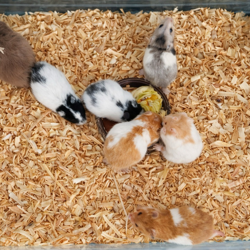 Anakan Hamster Syrian Lucu Jinak Sehat