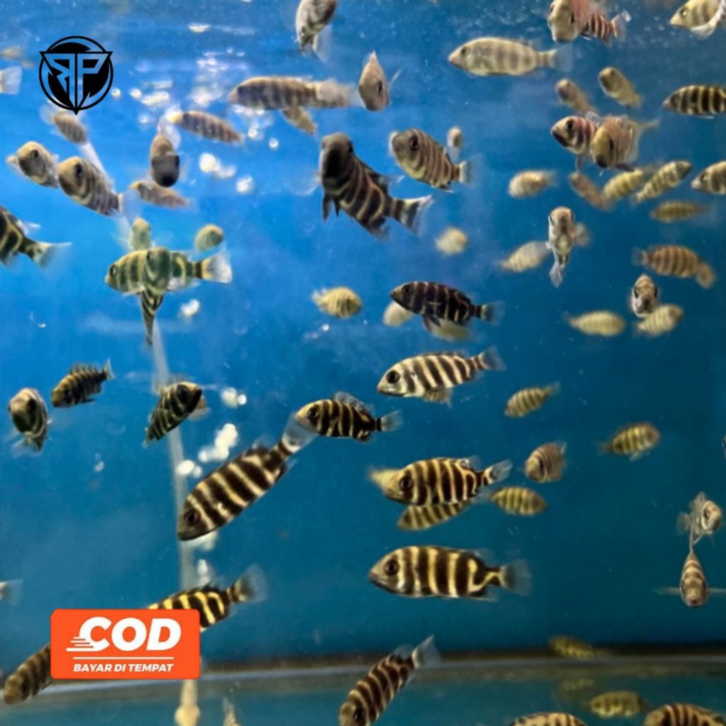 CICHLID Ikan Ninety Nine Ikan Hias Pola Vertikal Zebra Tilapia Ikan Aquarium Cantik