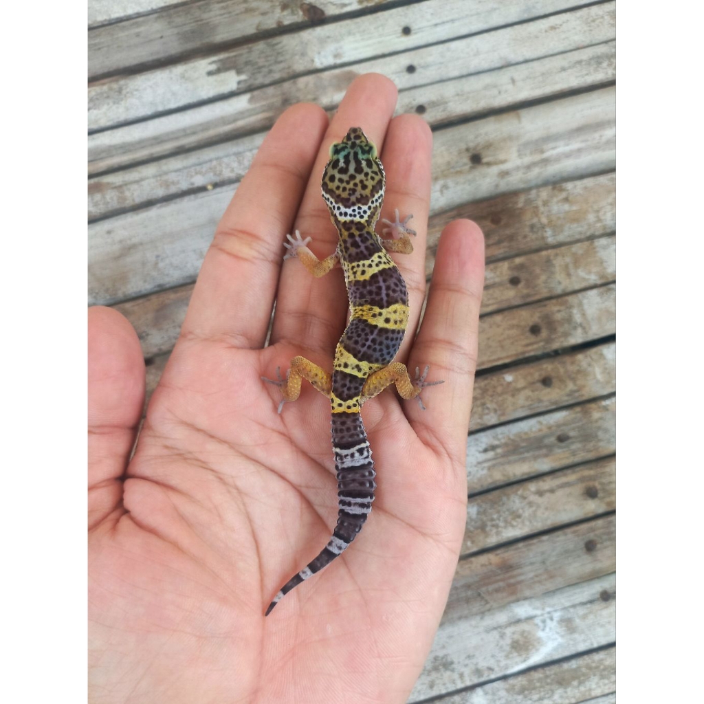 MAINAN GECKO BLACK NIGHT JUVENILE SESUAI FOTO