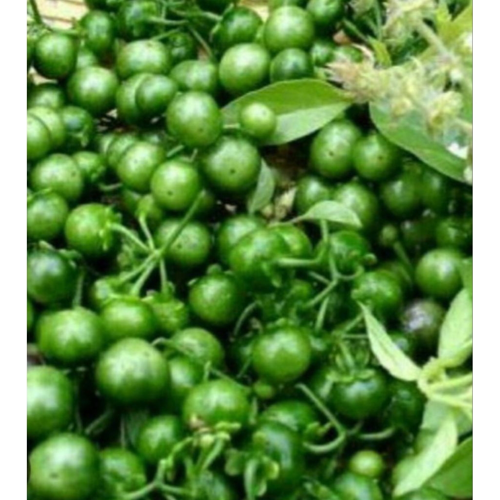 Buah Leunca Segar/Buah leunca 1kg