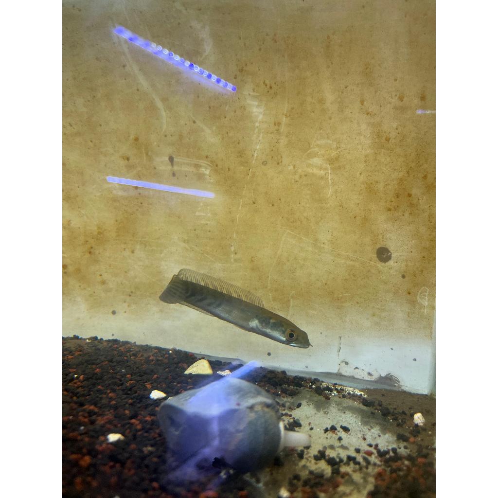 patung maru ys spek kontes mewah