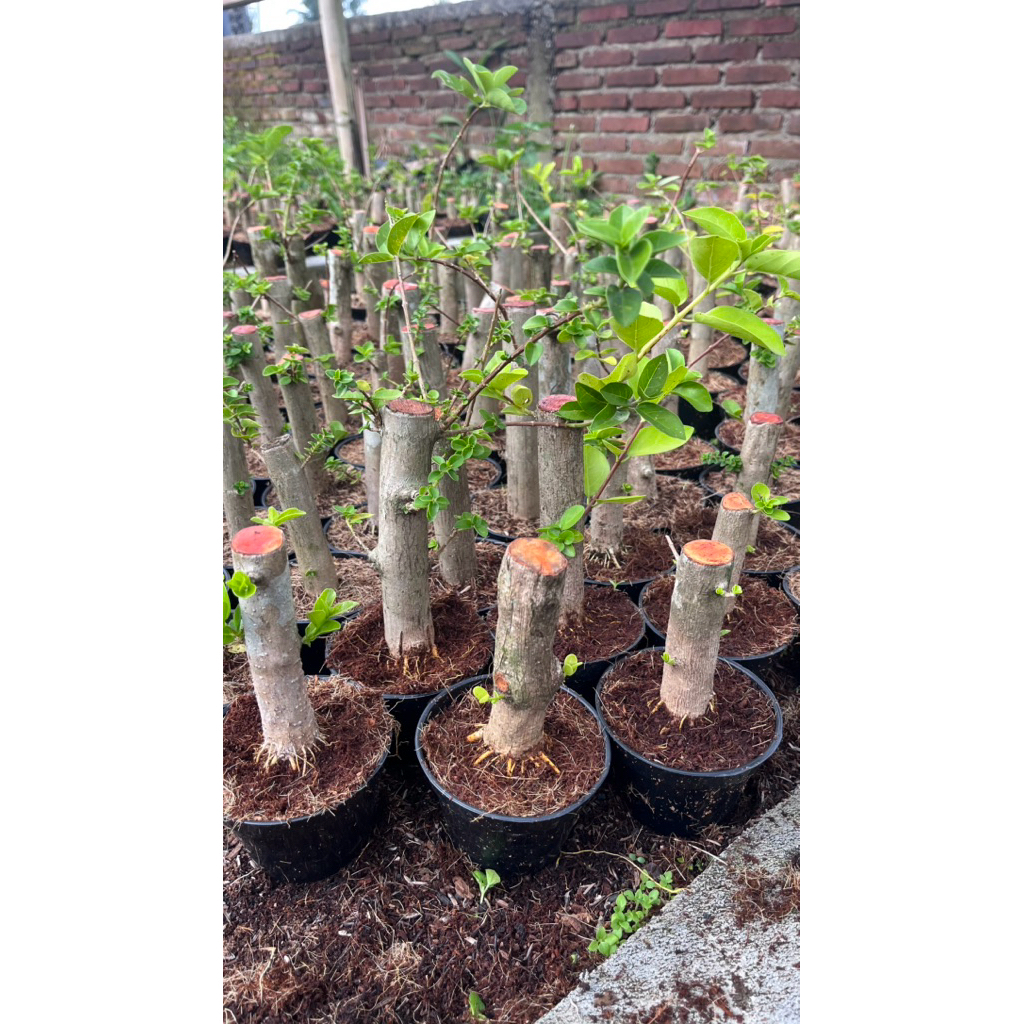 BAHAN SANCANG PROGRAM AKAR UNTUK BONSAI SHITO / MAME