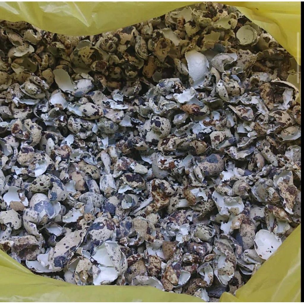 cangkang telur puyuh kering 1kg kulit telur puyuh