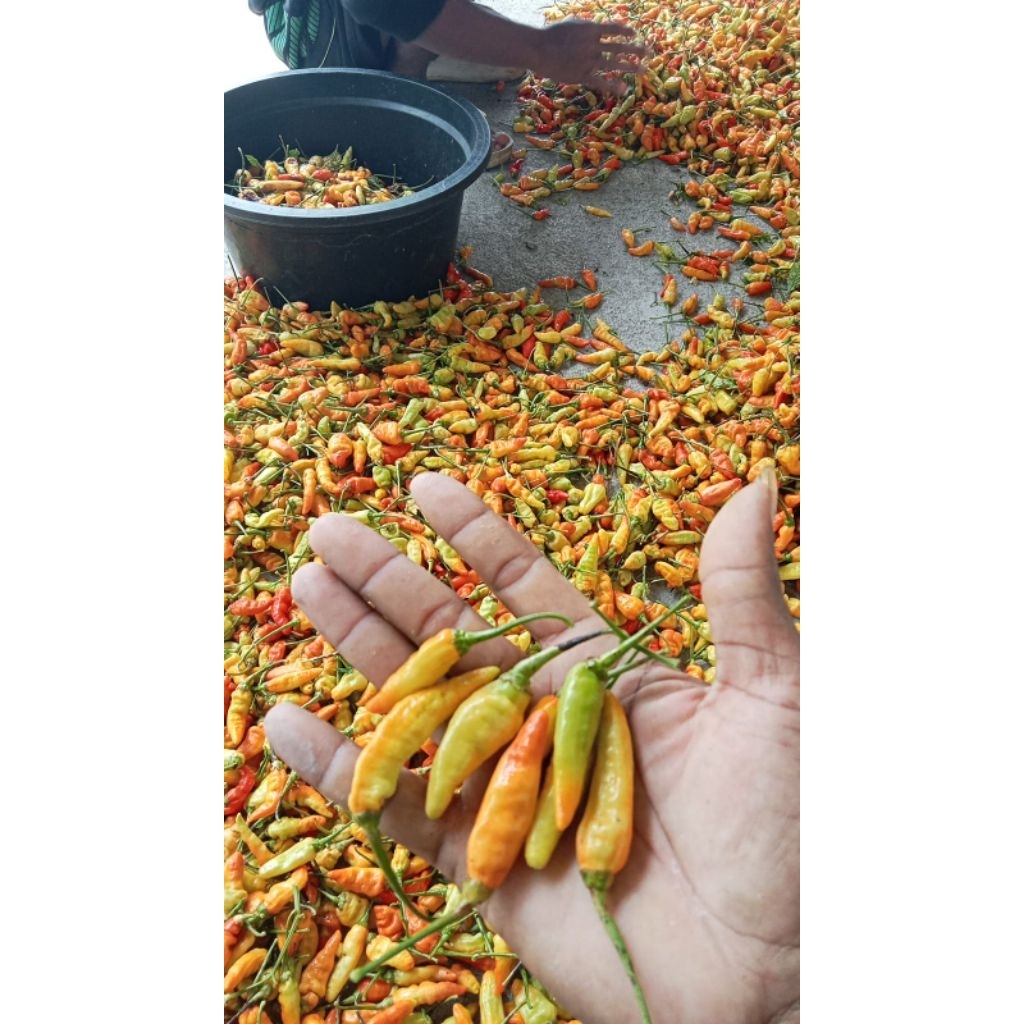 Cabe Lokal